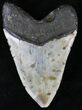 Megalodon Tooth - North Carolina #21688-2